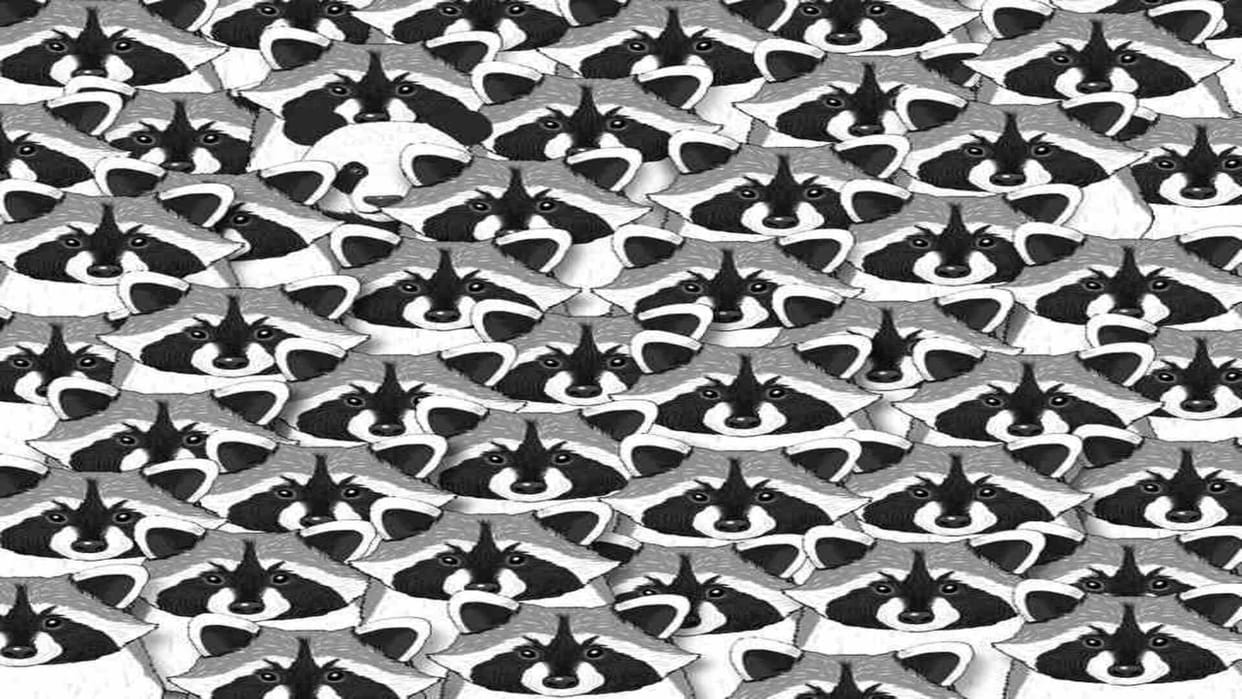 Optical Illusion IQ Test: Can you spot the Panda Hidden Among Raccoons in 5 Secs?  brain teaser picture puzzle