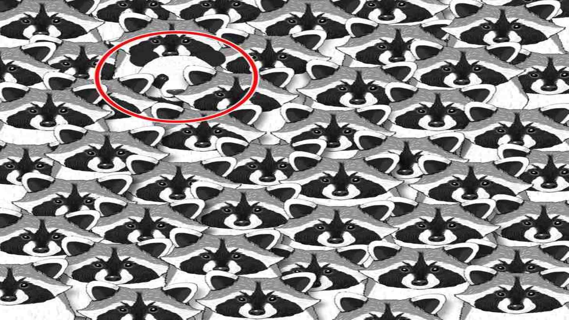 Optical Illusion IQ Test: Can you spot the Panda Hidden Among Raccoons in 5 Secs?  brain teaser picture puzzle