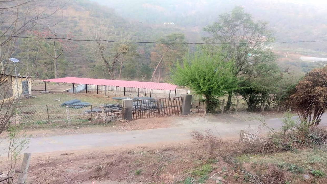 Pahari Cow Breed will be improved in Himachal, will be protected