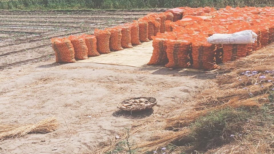 Potato is gold on contract farming but no profitable deal for small farmers