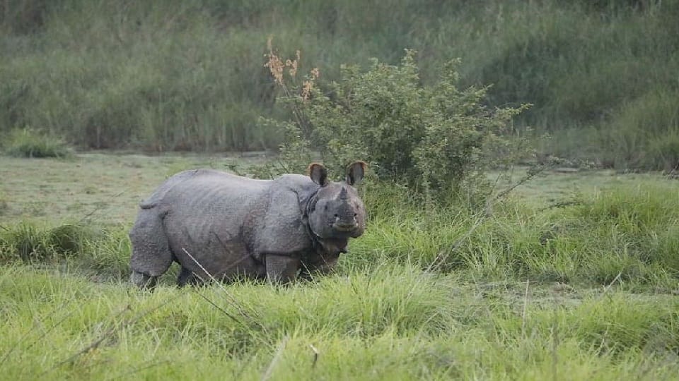 Counting of Rhinoceros will start again in Dudhwa Tiger Reserve from today