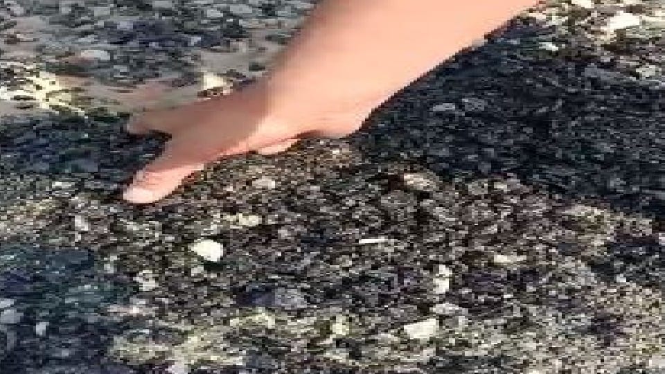 Road made of rs 32 lakh rupees being uprooted by hands video goes viral in pilibhit