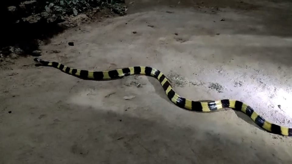 People scared to see Ahiraj and Karait snakes in Korba