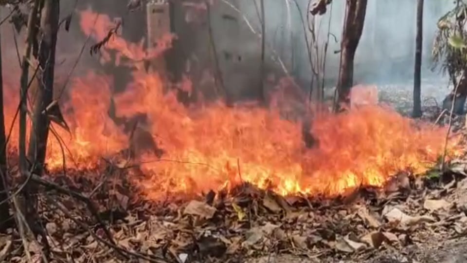 fierce fire broke out in nursery of Forest Department