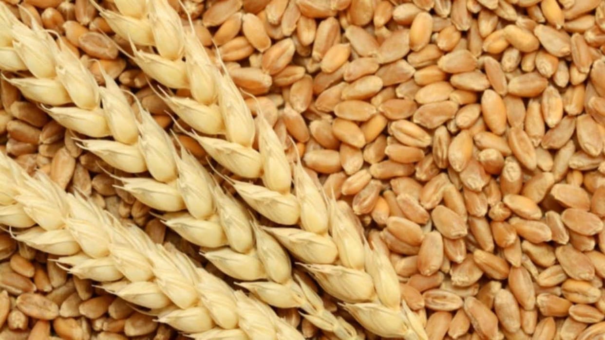 Wheat production could be a record 112.7 million tonnes this year
