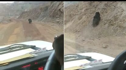 Video of bear running in Dalli Rajhara Mines goes viral