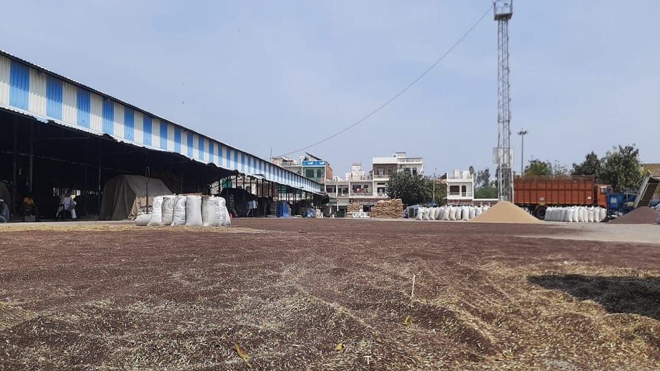 First day of procurement of mustard Technical fault in portal gate pass of farmers not cut