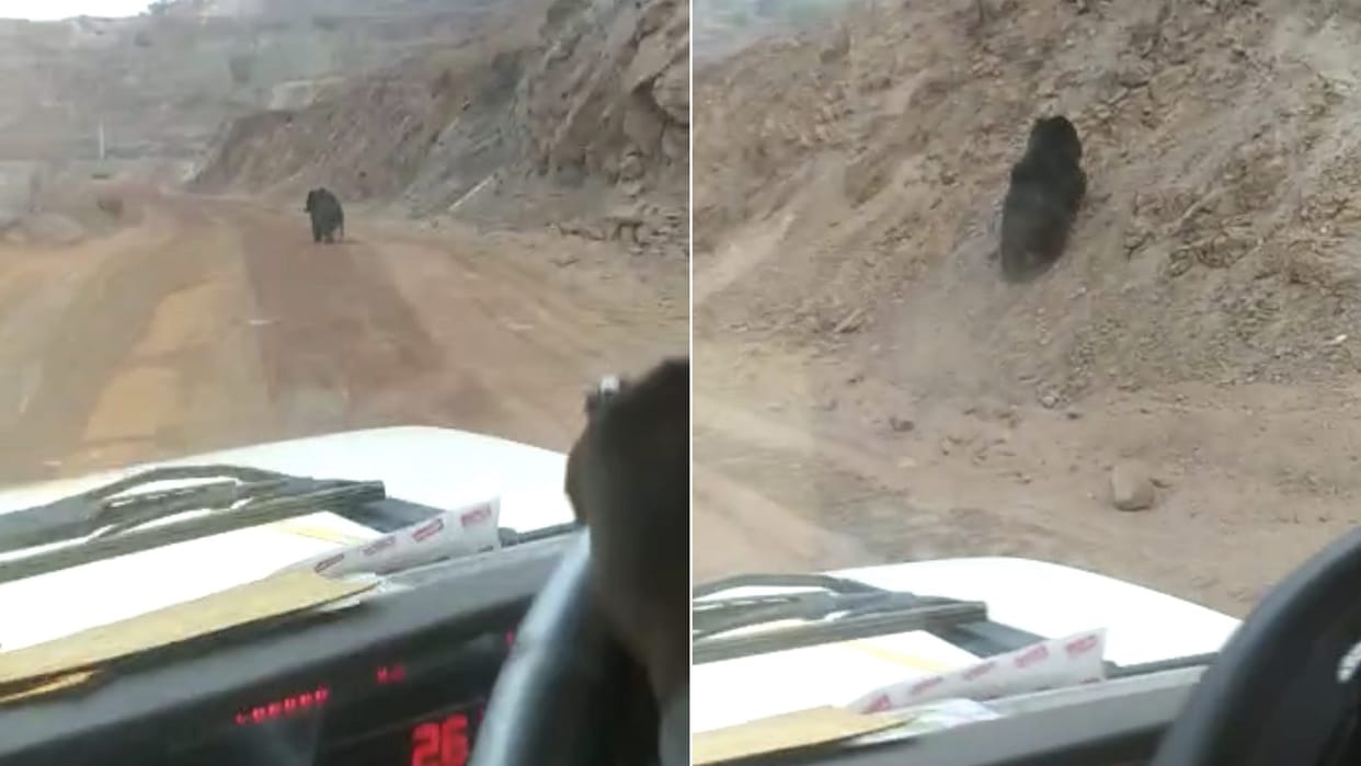Video of bear running in Dalli Rajhara Mines goes viral