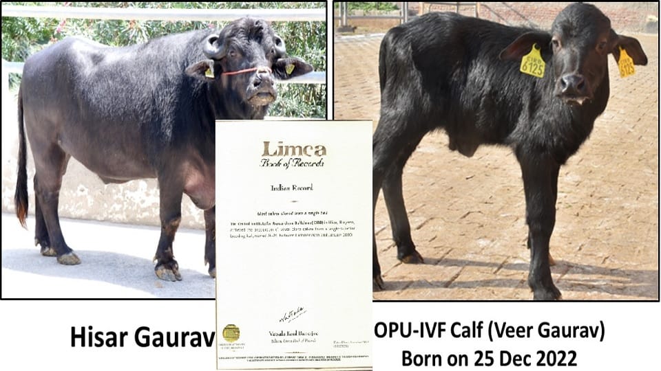 CIRB registered in Limca Book for maximum clone for one bull