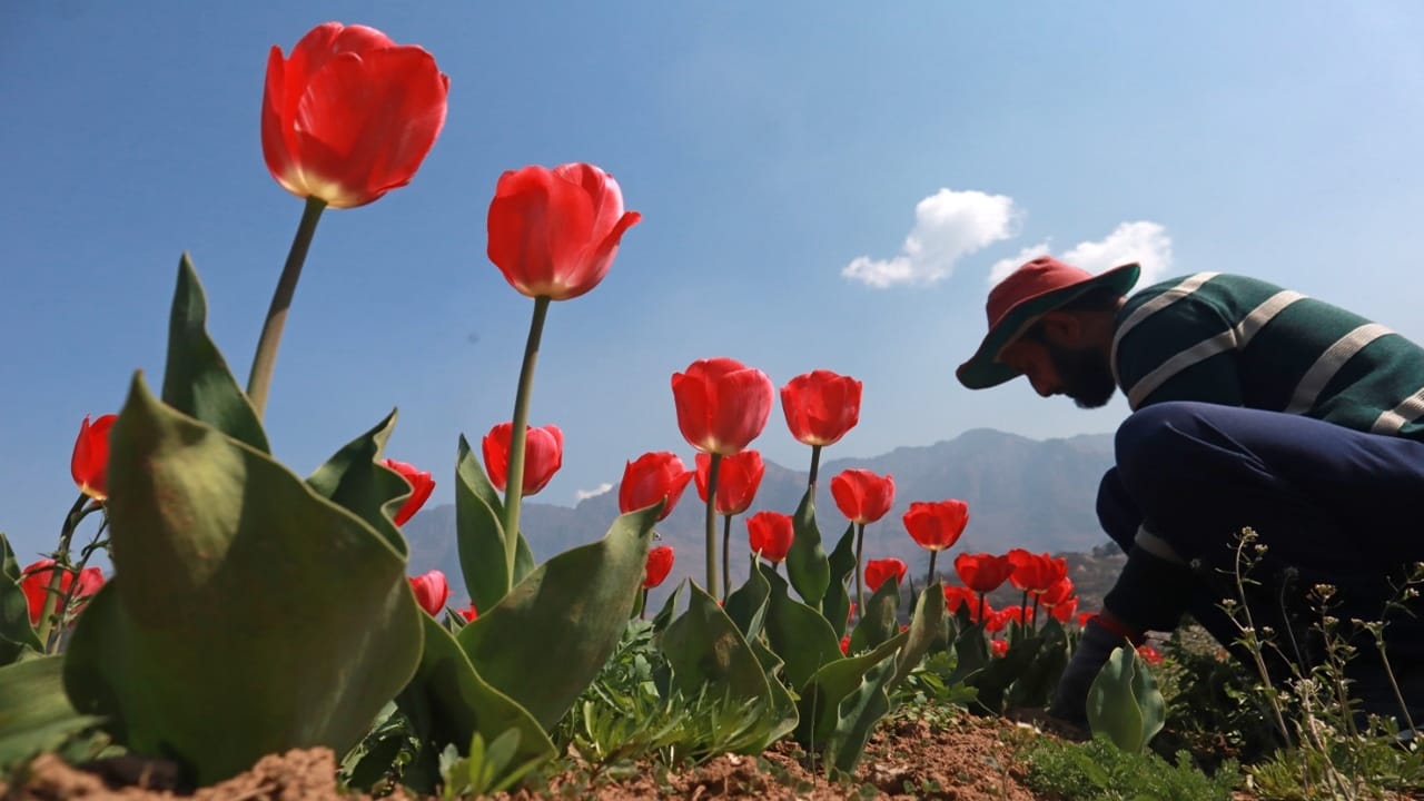 Tulip Garden in Kashmir: Asia largest tulip garden in Kashmir to welcome visitors from March 19