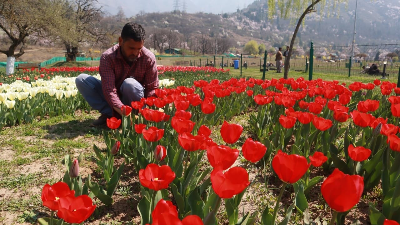 Tulip Garden in Kashmir: Asia largest tulip garden in Kashmir to welcome visitors from March 19