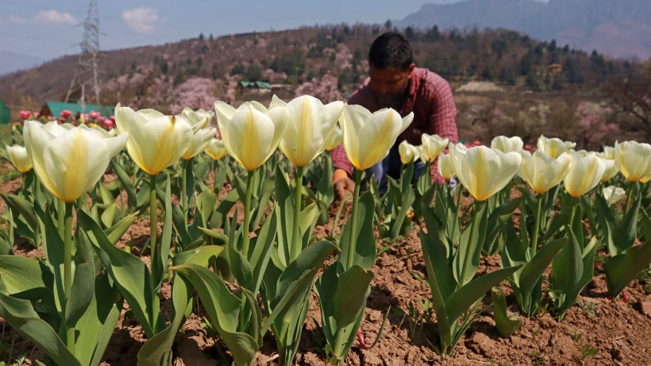 Tulip Garden in Kashmir: Asia largest tulip garden in Kashmir to welcome visitors from March 19