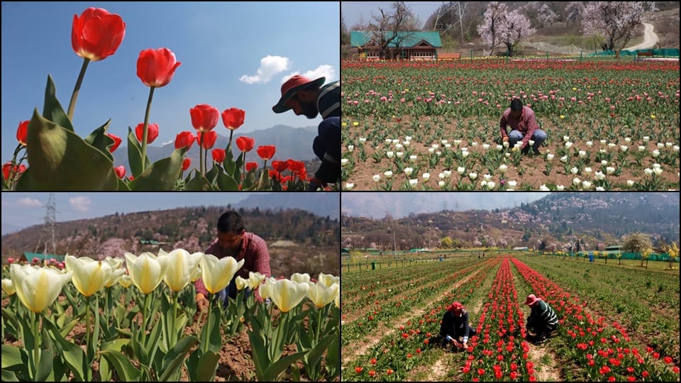 Tulip Garden in Kashmir: Asia largest tulip garden in Kashmir to welcome visitors from March 19