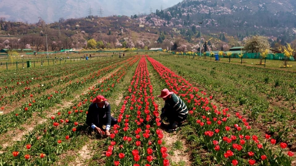 Tulip Garden in Kashmir: Asia largest tulip garden in Kashmir to welcome visitors from March 19