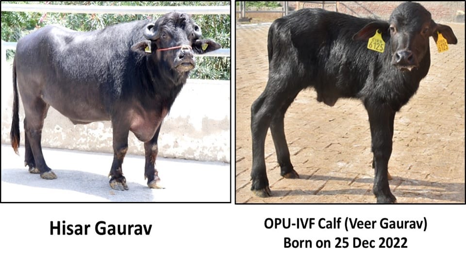 CIRB registered in Limca Book for maximum clone for one bull