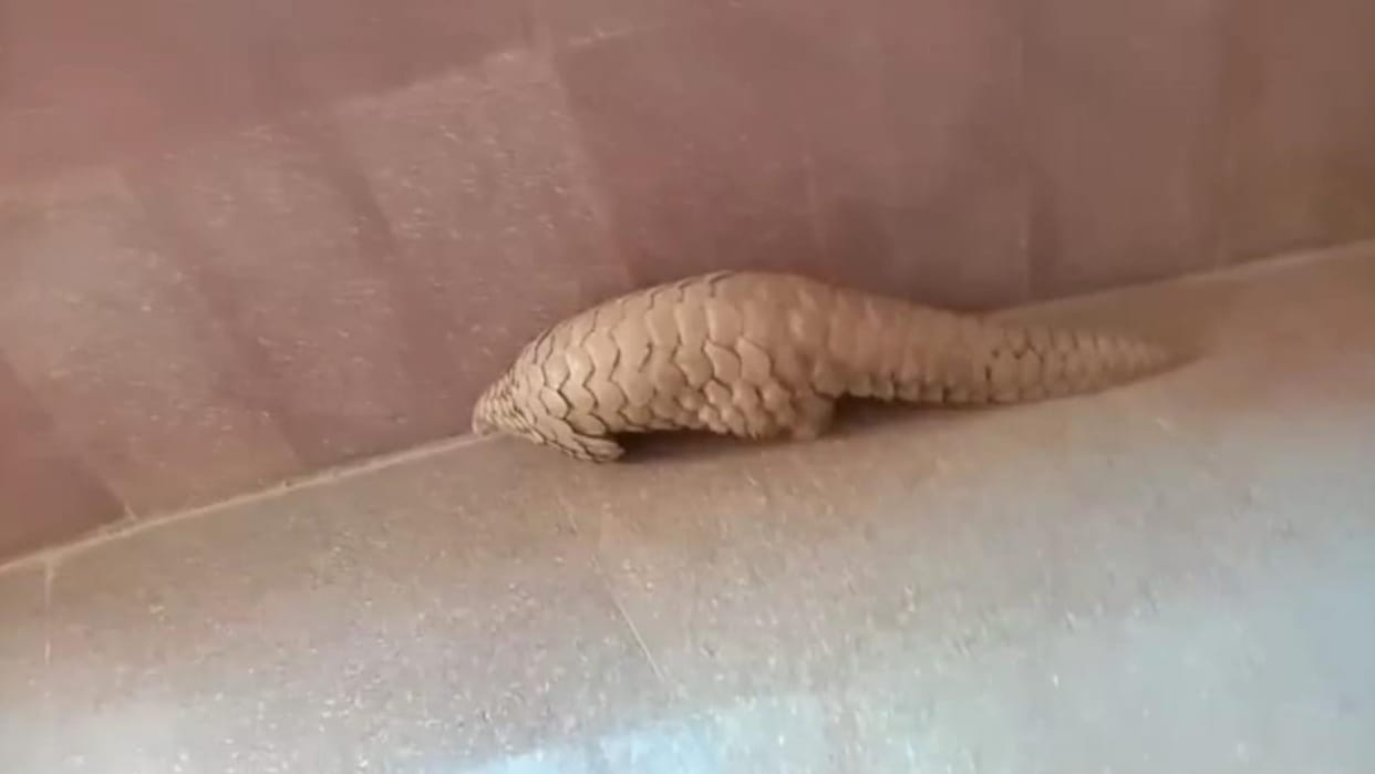 Seven accused involved in pangolin smuggling arrested, rare wildlife recovered