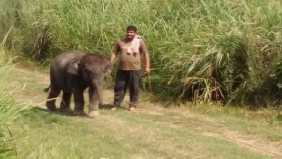 emotional stoty of mahavat Irshad and Elephant Durga in Dudhwa National Park