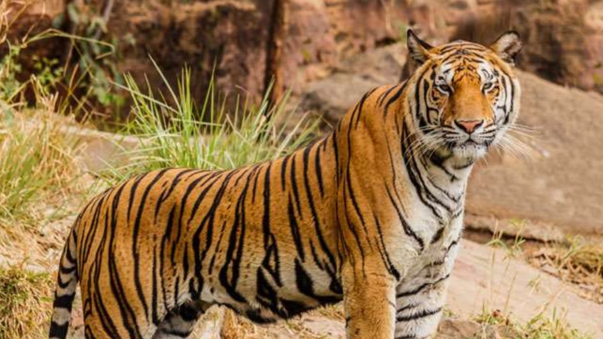 Young tigers become a crisis for old tigers in Bandhavgarh Tiger Reserve forced to leave the territory