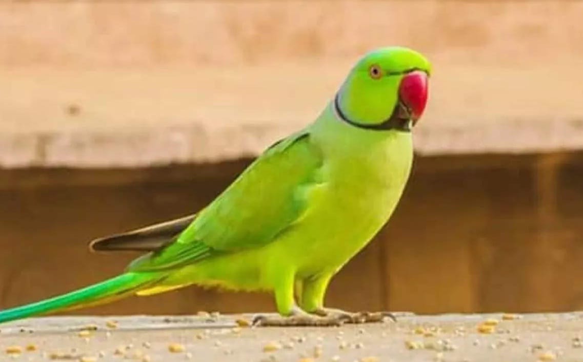 The doctor was accused of negligence on the death of a parrot in Kanpur, Police filed report