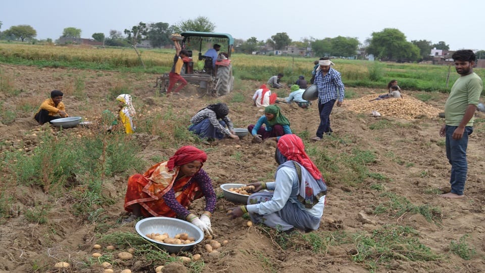 Farmers heart beats fast due to cloud and drizzle