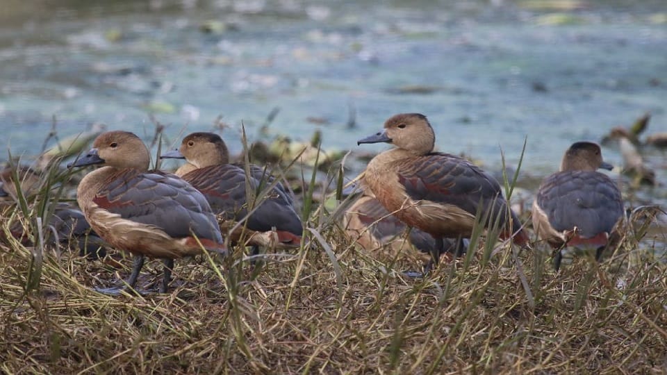 Migratory birds started returning to their homeland from Dudhwa park