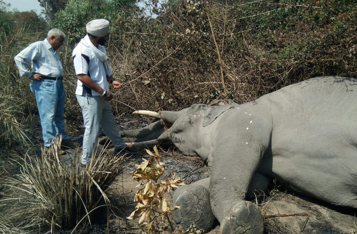 Bijnor News: dead body of a male elephant was found in Kandrawali in kodiya range