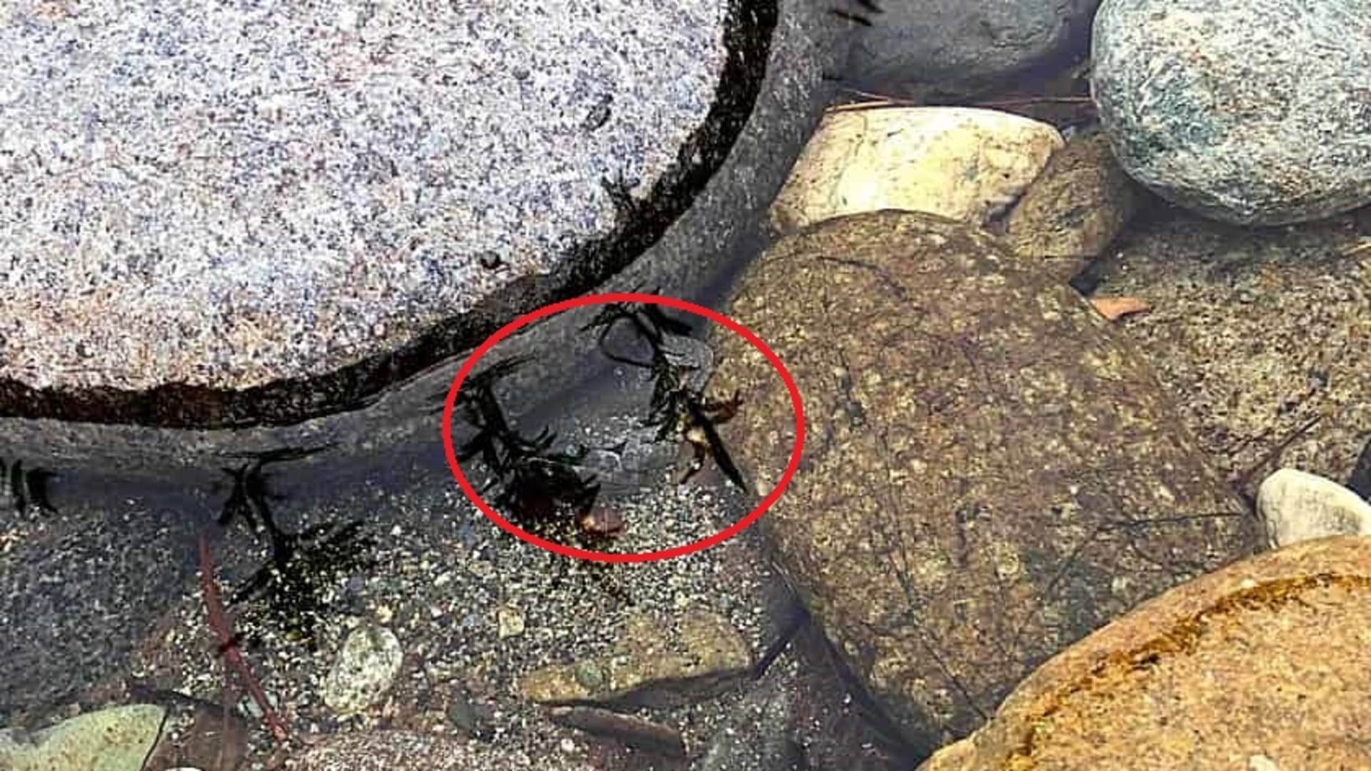 Optical Illusion Iq Test: You have hawk eyes if you can spot a frog in the water in 8 seconds