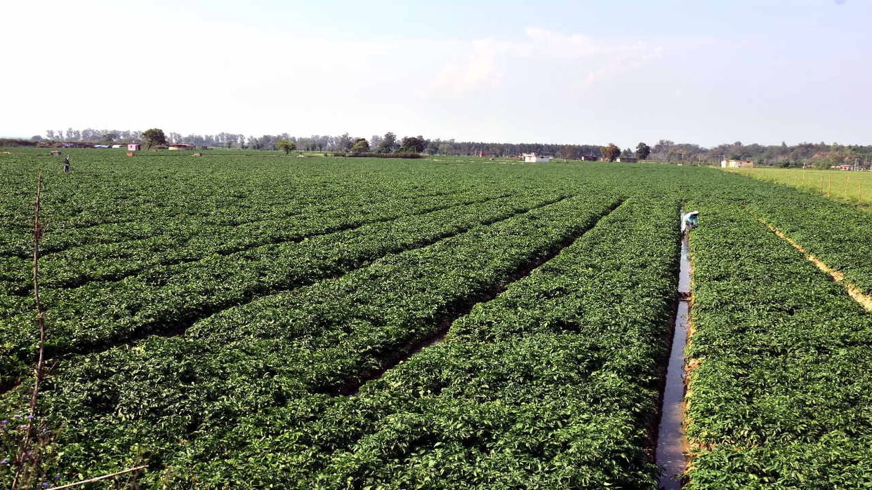 Potatoes being sold at throwaway prices in mandis, farmers disappointed
