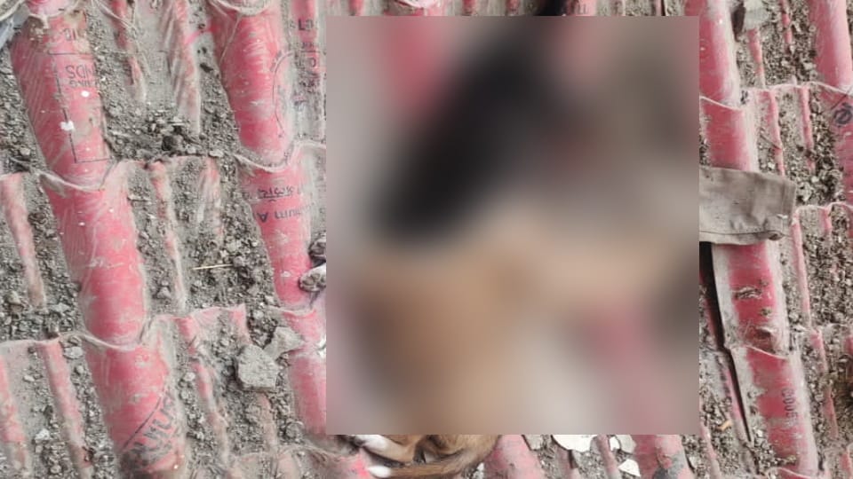 Greater noida 3 puppies died of falling from 10th floor animal lover call it murder owner says its accident