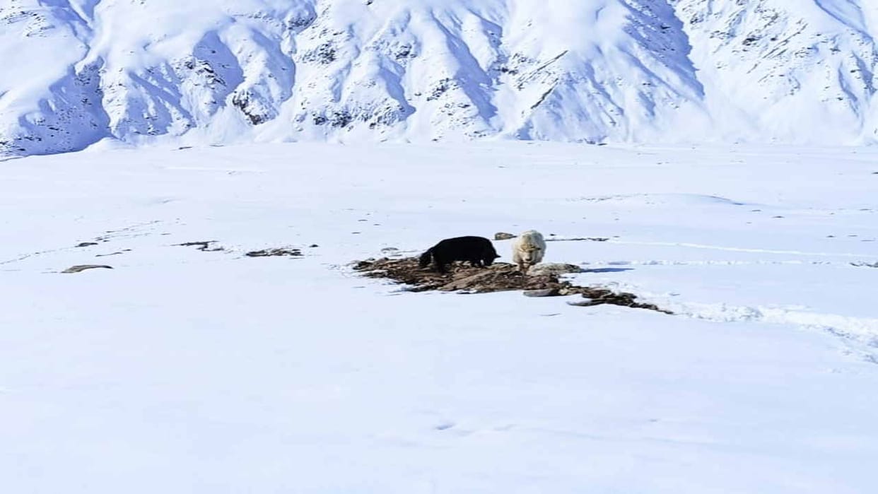 Two yaks found alive after almost two months in minus 40 degree temperature at an altitude of 4,500 meters