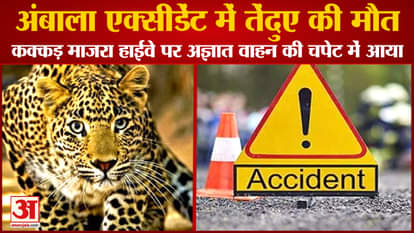 Leopard Died In Ambala Accident Of Haryana