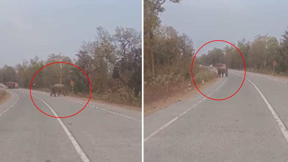 elephant seen crossing Ambikapur National Highway in Katghora