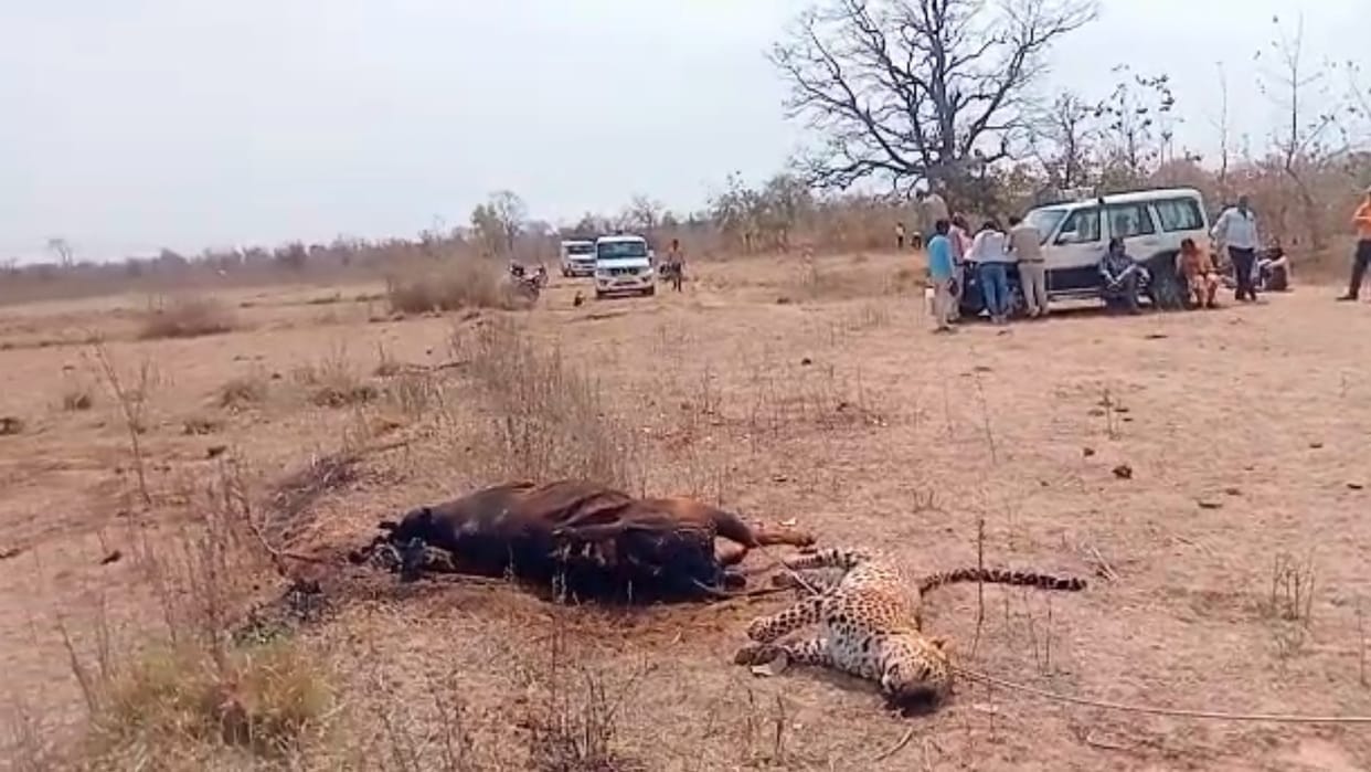 Damoh: Cow killed by electric wire, leopard who came to hunt it also died due to electrocution