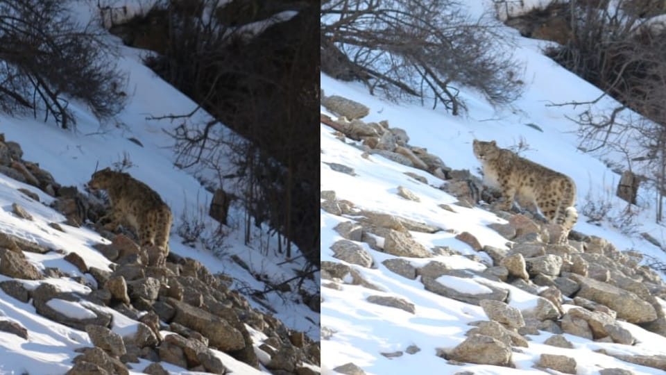 Gangotri National Park: Snow leopard seen in Nelong Valley  Major of BRO captured pictures in camera
