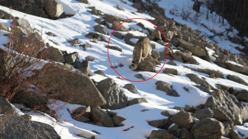 Gangotri National Park: Snow leopard seen in Nelong Valley  Major of BRO captured pictures in camera