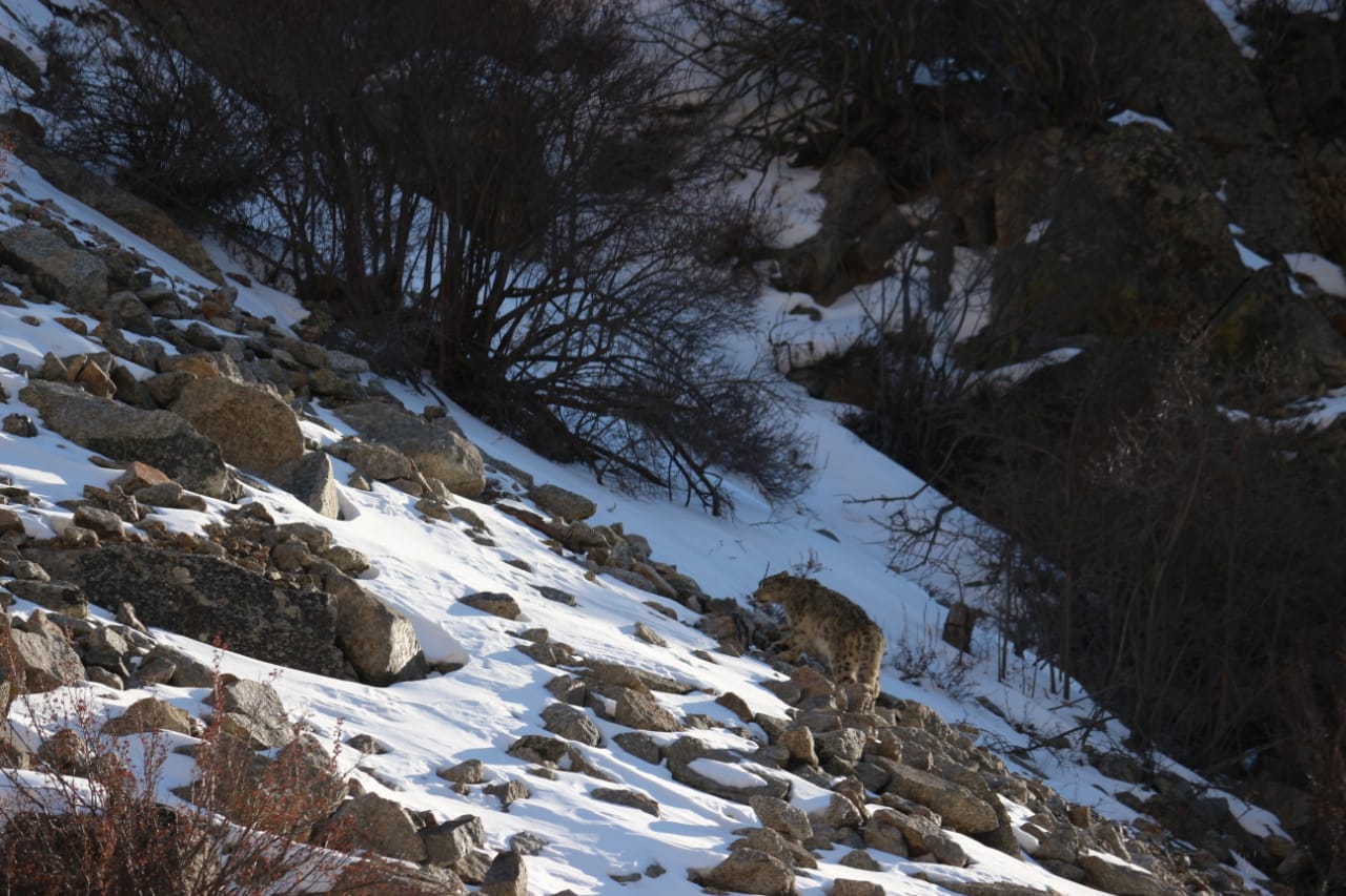 Gangotri National Park: Snow leopard seen in Nelong Valley  Major of BRO captured pictures in camera