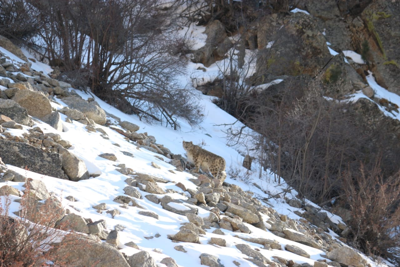 Gangotri National Park: Snow leopard seen in Nelong Valley  Major of BRO captured pictures in camera