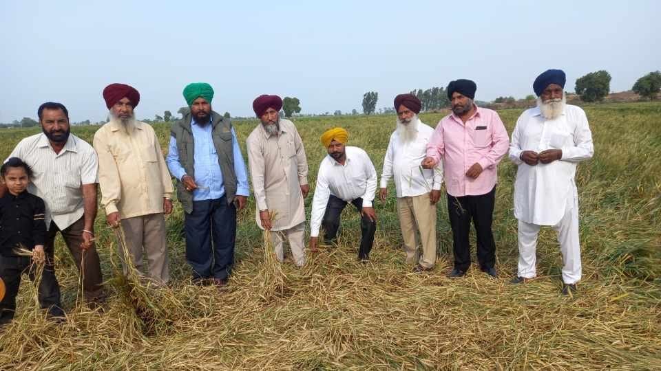 Damage to wheat crop due to strong storm and rain in Punjab