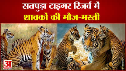Tiger cubs having fun in Satpuda Tiger Reserve, video going viral on social media
