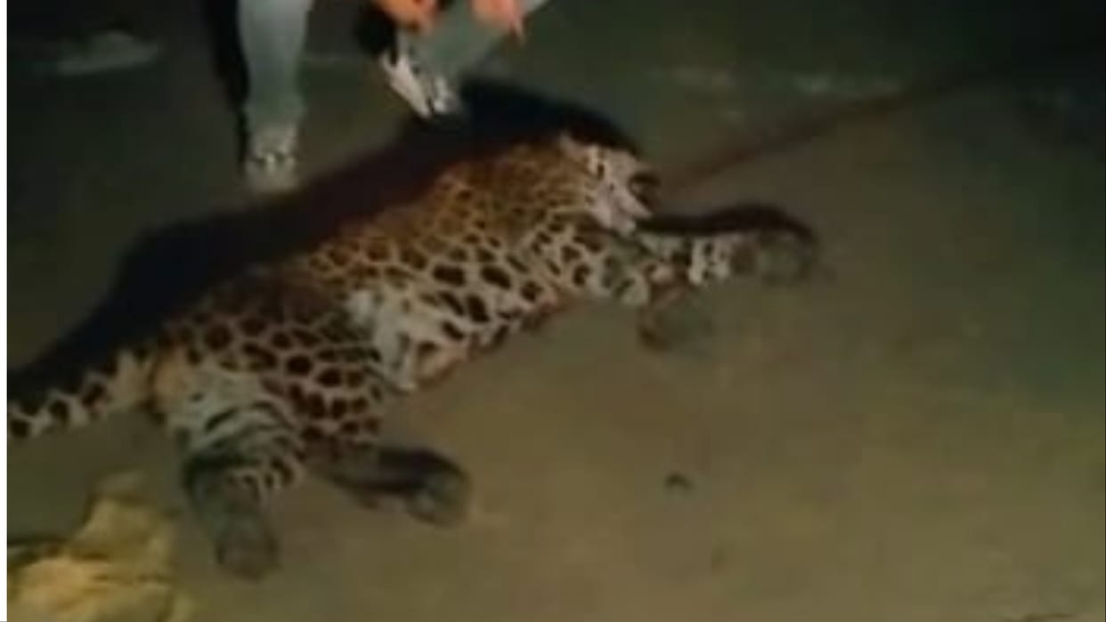 Leopard dies after being hit by a vehicle in Ambala