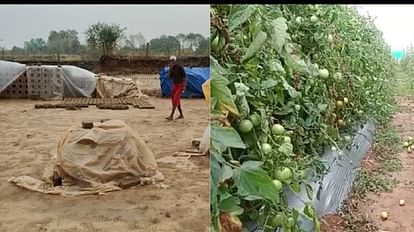 Chhattisgarh Weather: येलो अलर्ट के बीच पेंड्रा में 'महुआ' को हुआ नुकसान, 3 दिन मौसम में उतार-चढ़ाव रहेगा जारी येलो अलर्ट के बीच पेंड्रा में 'महुआ' को हुआ नुकसान।