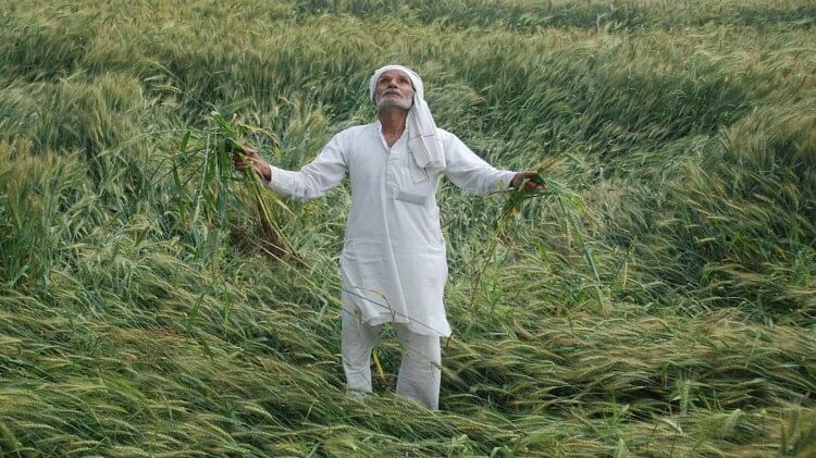 Rain And Hailstorm Have Damaged Wheat Crop In Western Up And Farmers Are  Worried - Amar Ujala Hindi News Live - Up:बारिश-ओलावृष्टि से भारी नुकसान,  हर तरफ गिरी पड़ी गेहूं की फसल,