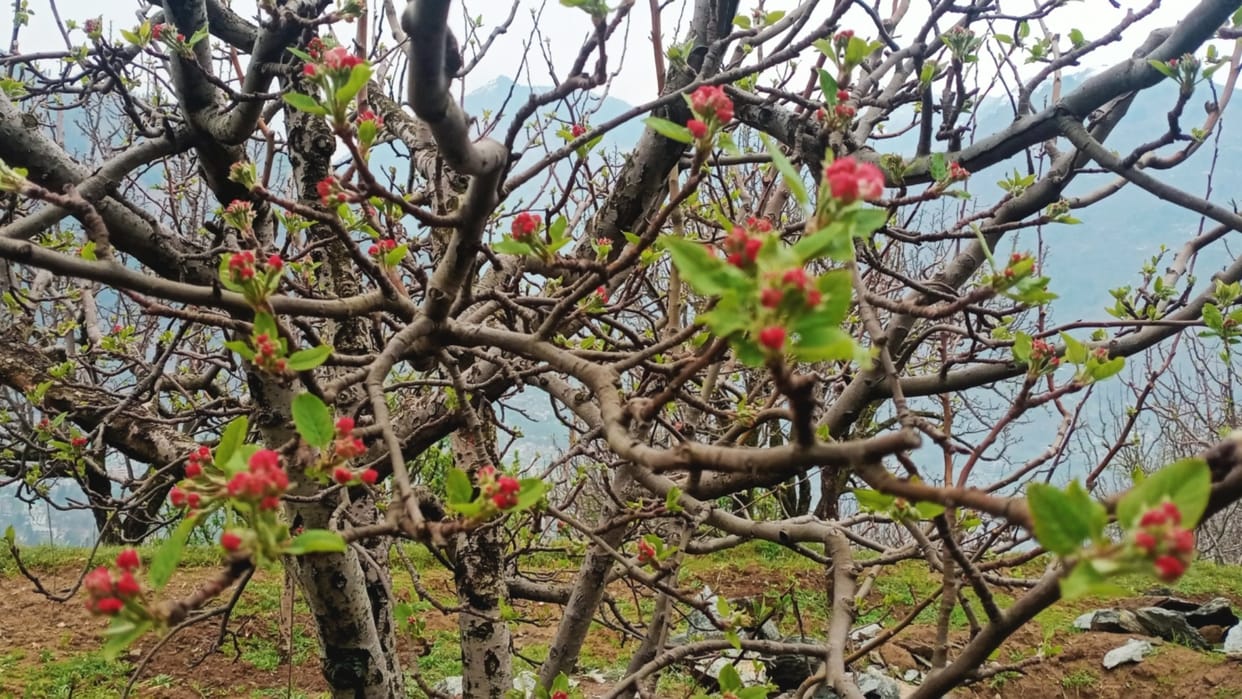 rain in himachal pradesh relief for farmers, apple growers and apple flowering