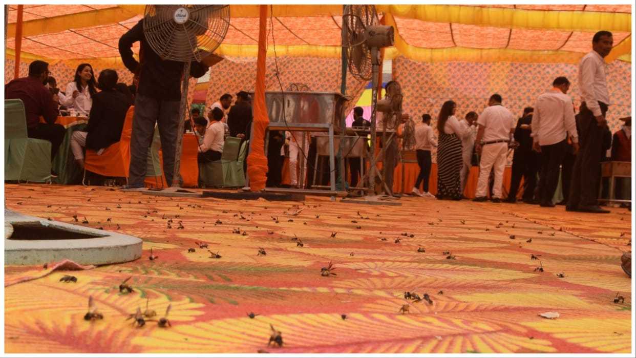 Bees attack in program of BJP in Rohtak of Haryana