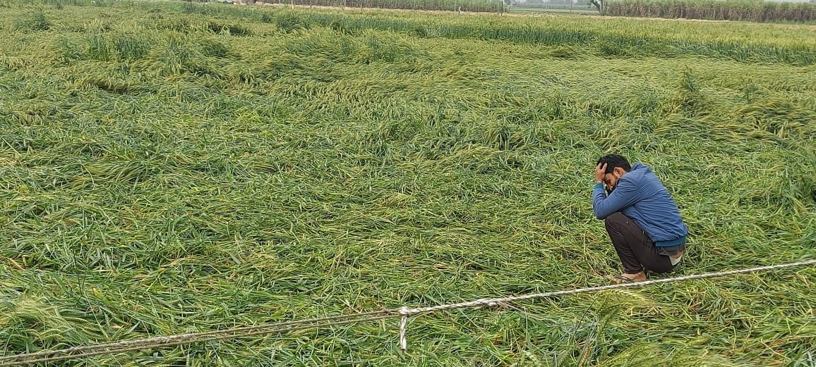 Weather turned cold due to rain: wheat crop fell, damage to vegetable crop, farmers worried