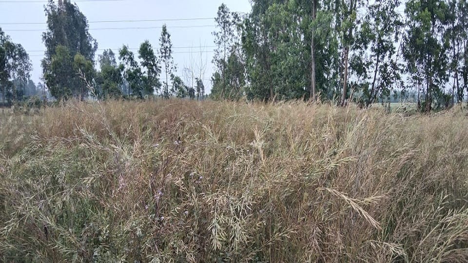 Mustard crop destroyed by rain in Haryana