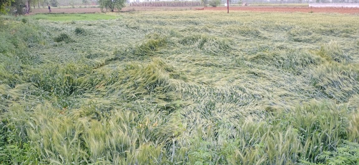 Weather News UP: Rain in many districts including Meerut, darkness in the day, many houses collapsed