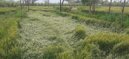 10 thousand affected by rain-hail, not even two thousand farmers get the benefit of insurance