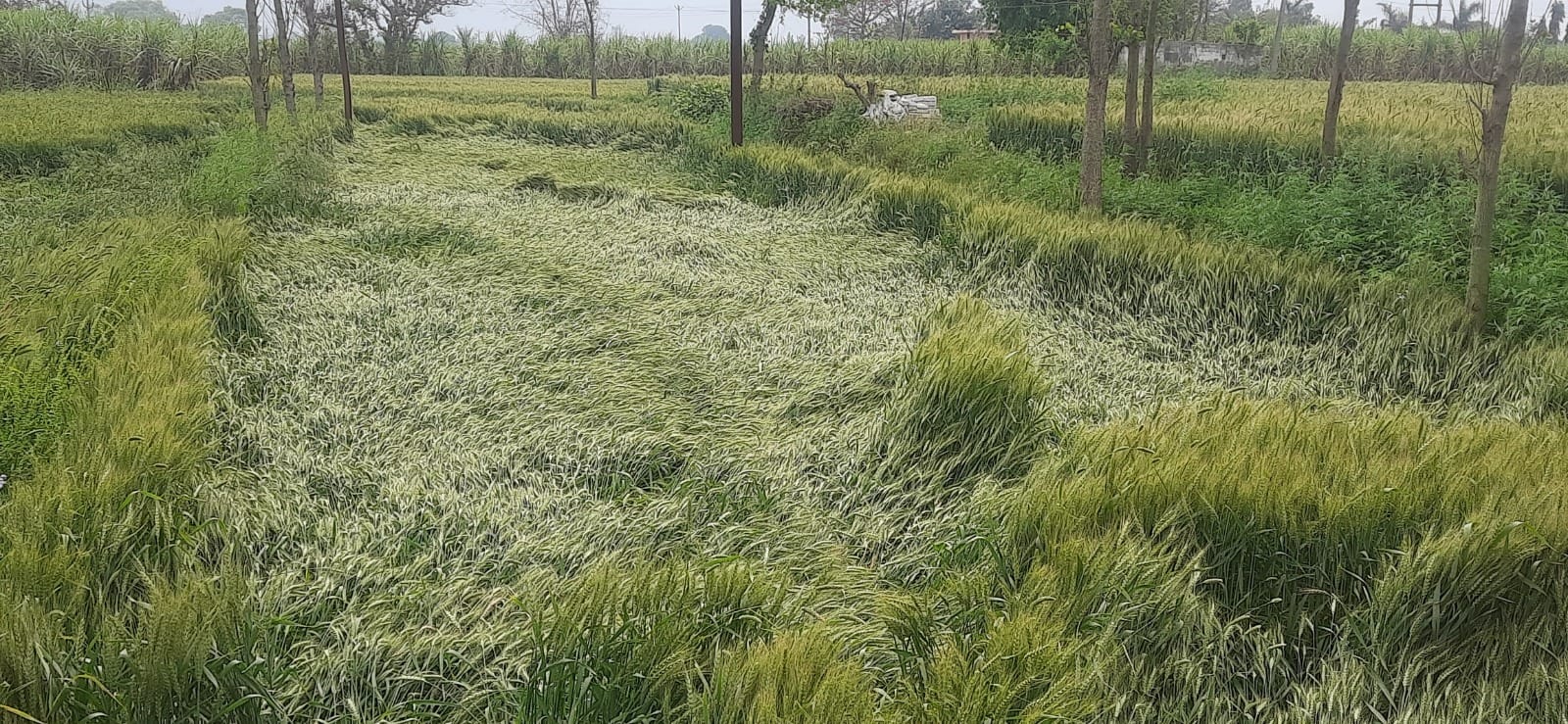 Weather hits farmers in Western UP, Crops destroyed by wind, chances of rain again from 23rd