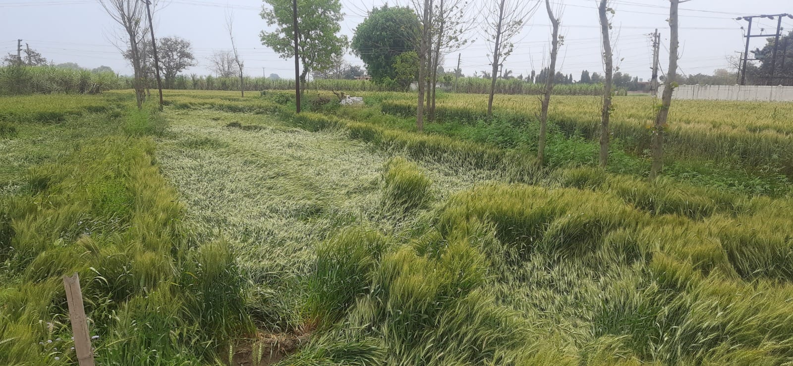 Weather hits farmers in Western UP, Crops destroyed by wind, chances of rain again from 23rd